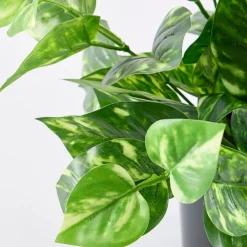 Artificial Mini Pothos Dark Green Plant
