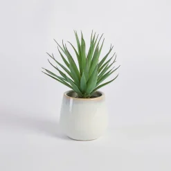 Belmont Potted Aloe Succulent