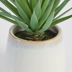 Belmont Potted Aloe Succulent