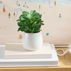 Belmont Potted Crassula Succulent