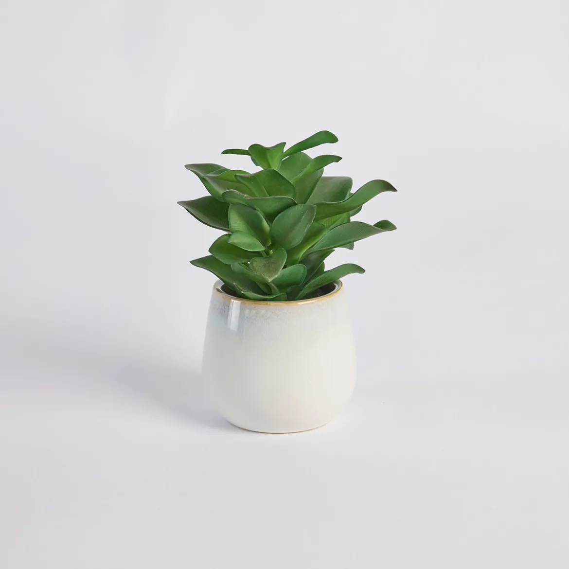 Belmont Potted Crassula Succulent