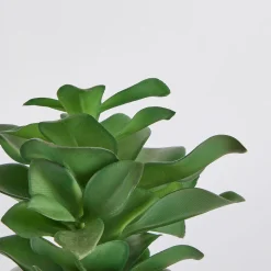 Belmont Potted Crassula Succulent