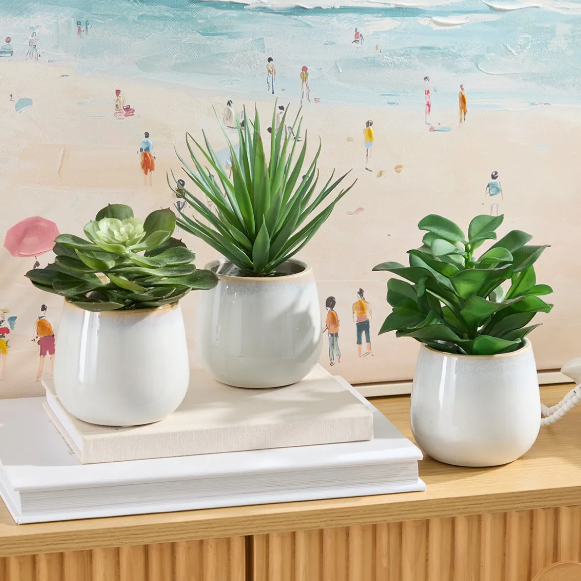 Belmont Potted Crassula Succulent