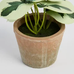Botanic Artificial Pepperomia Potted Plant