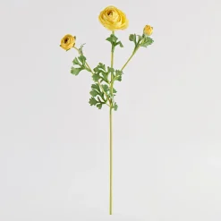 Wild Ranunculus Stem